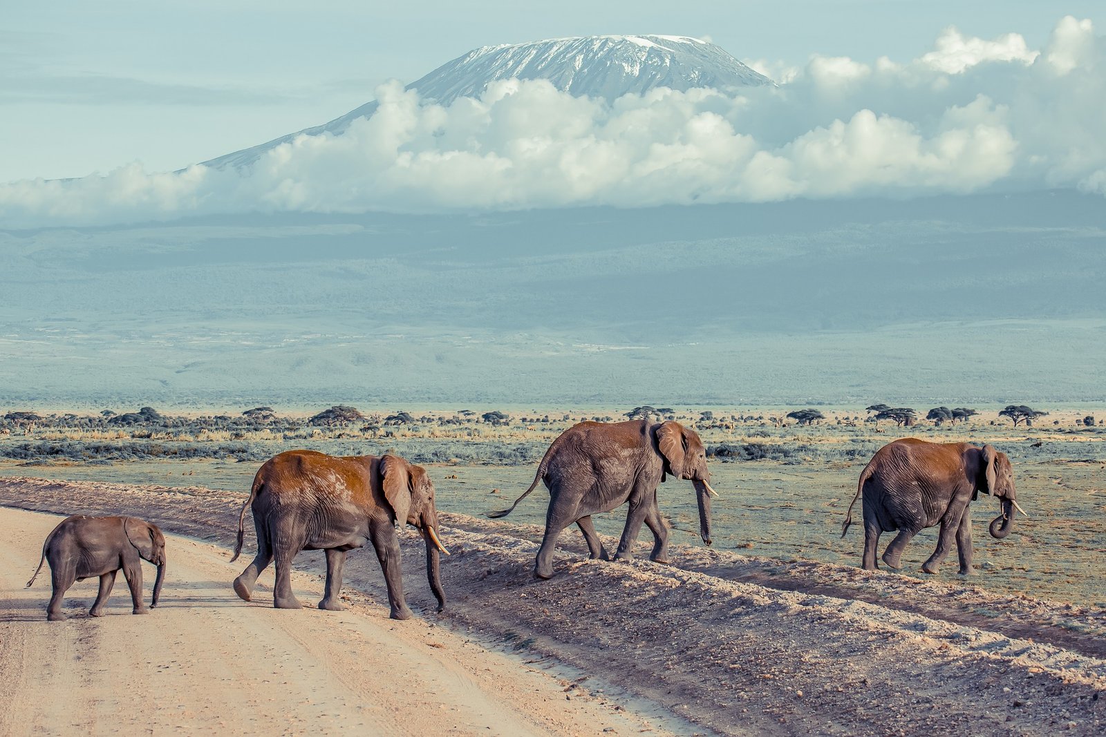 Kilimanjaro